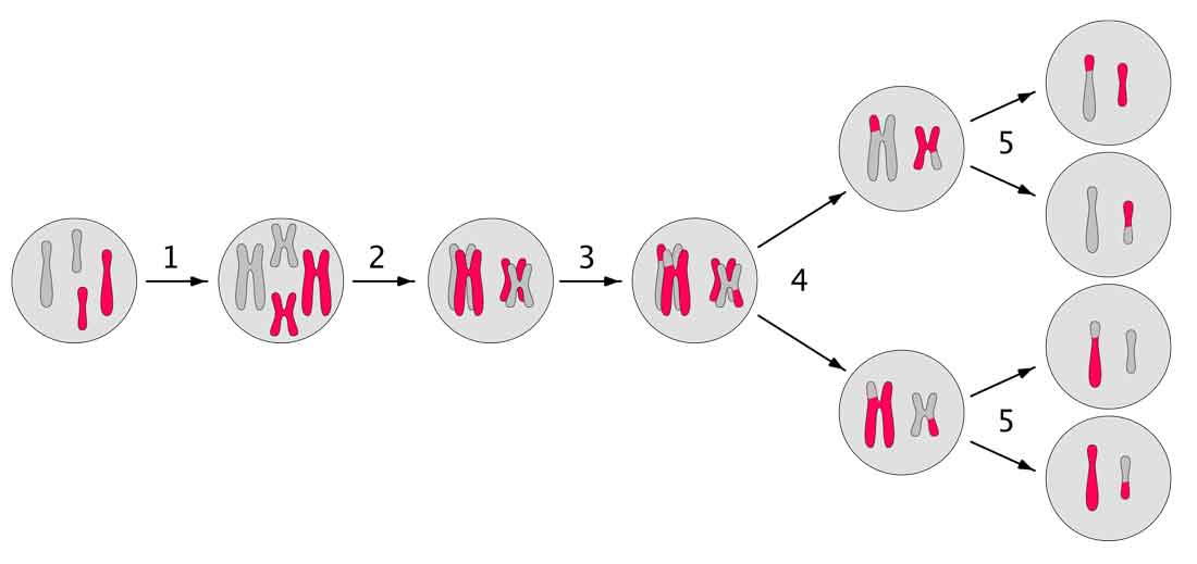 meiosis-estudio-espermatico-instituto-europeo-de-fertilidad.jpg