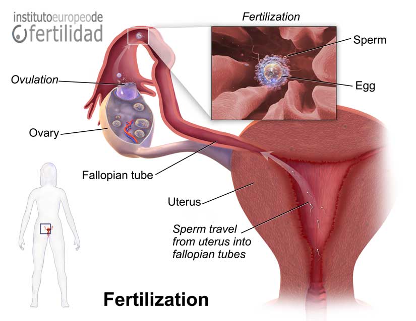 ¿Qué es la inseminación artificial? Todo lo que necesitas saber.